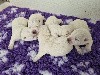  - 5 oursons blancs sont nés le 29 août pour notre plus grand bonheur