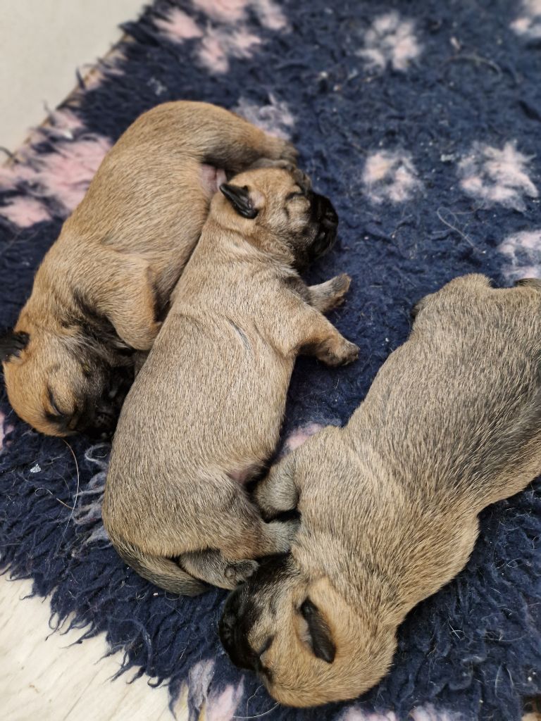 De La Bergerie Warren - Chiot disponible  - Cairn Terrier