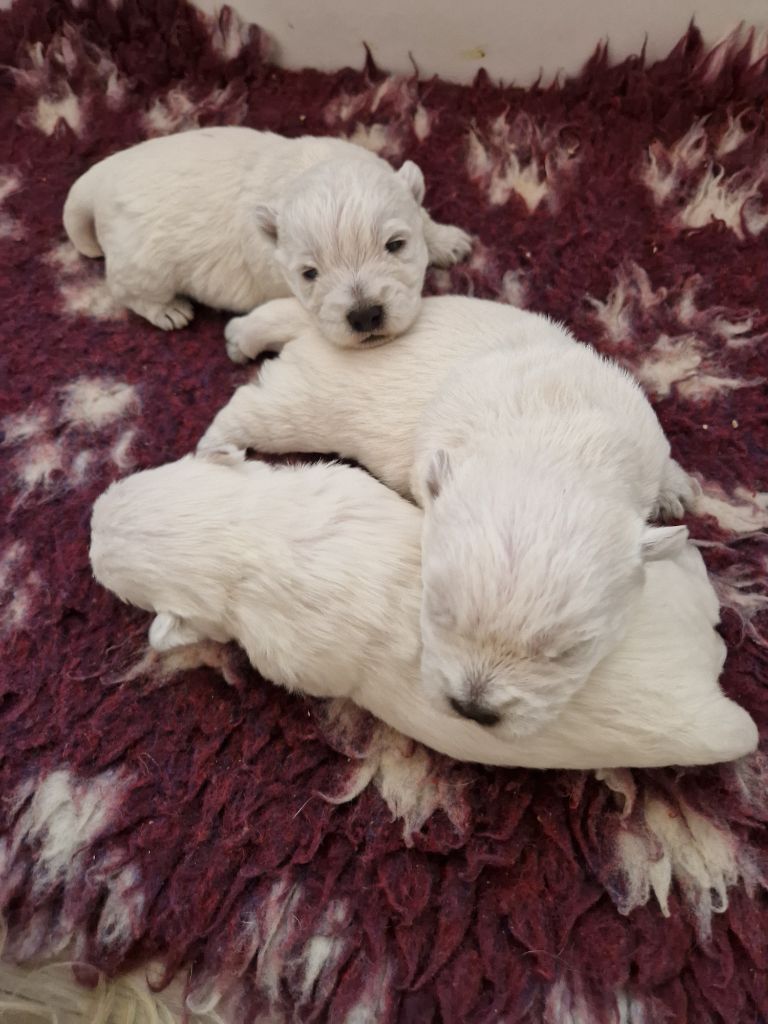 De La Bergerie Warren - Chiot disponible  - West Highland White Terrier