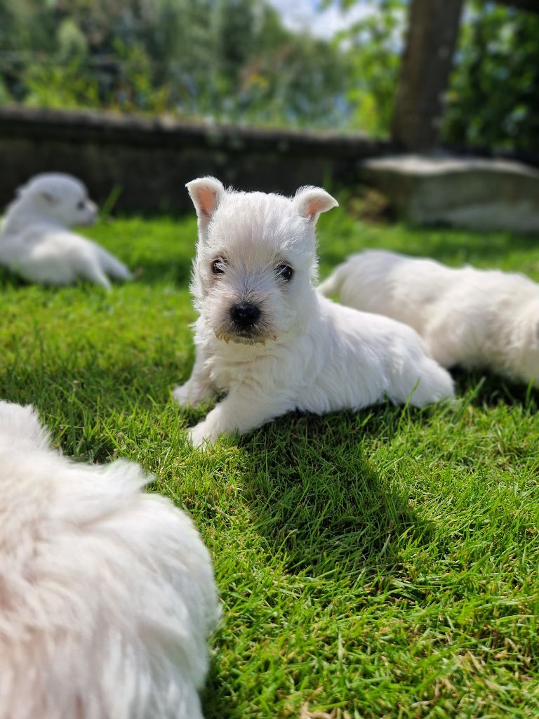 De La Bergerie Warren - Chiot disponible  - West Highland White Terrier