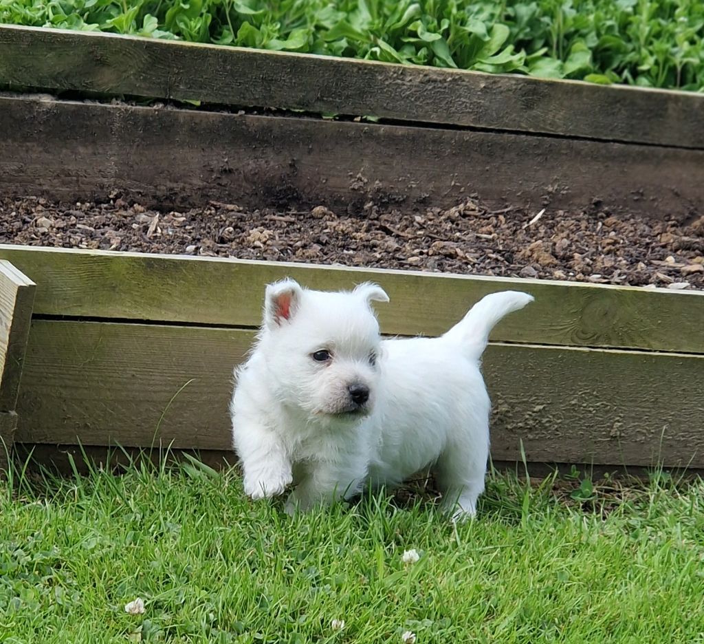 De La Bergerie Warren - Chiot disponible  - West Highland White Terrier