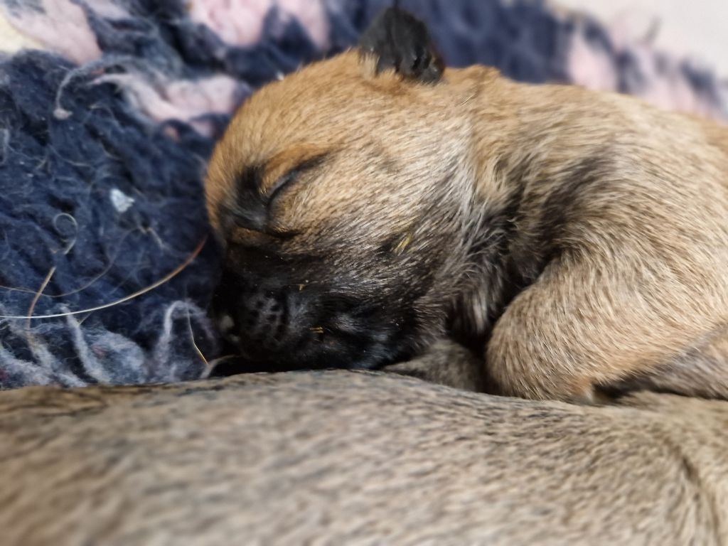 De La Bergerie Warren - Chiot disponible  - Cairn Terrier