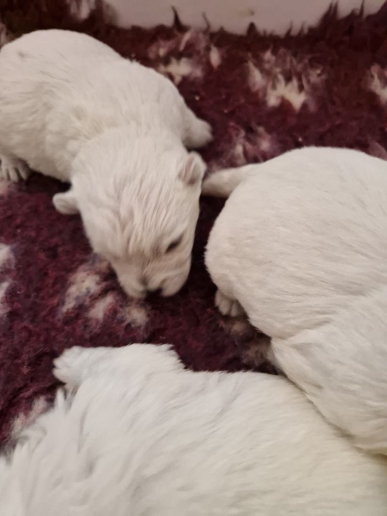 De La Bergerie Warren - Chiot disponible  - West Highland White Terrier