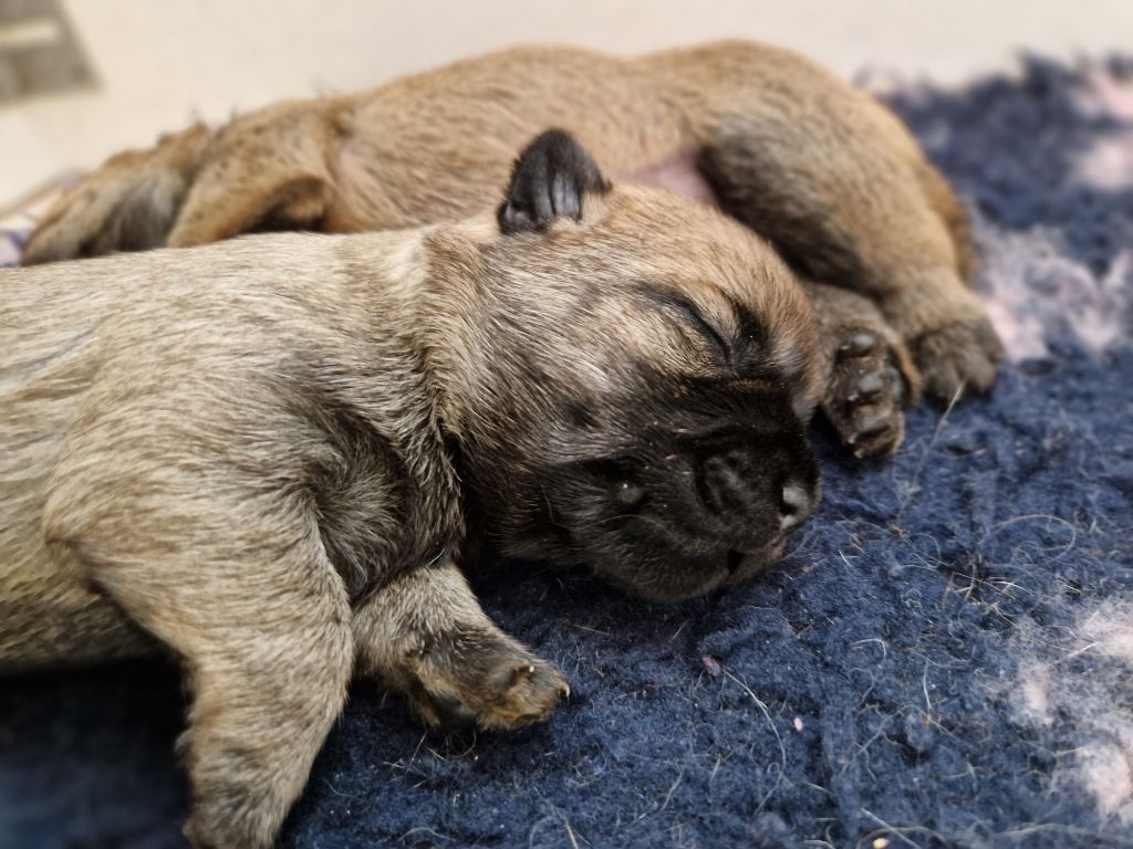 De La Bergerie Warren - Chiot disponible  - Cairn Terrier