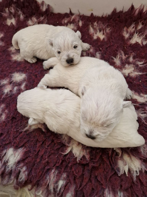 De La Bergerie Warren - West Highland White Terrier - Portée née le 12/11/2024