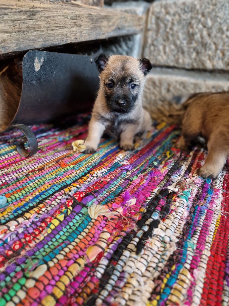 De La Bergerie Warren - Chiot disponible  - Cairn Terrier