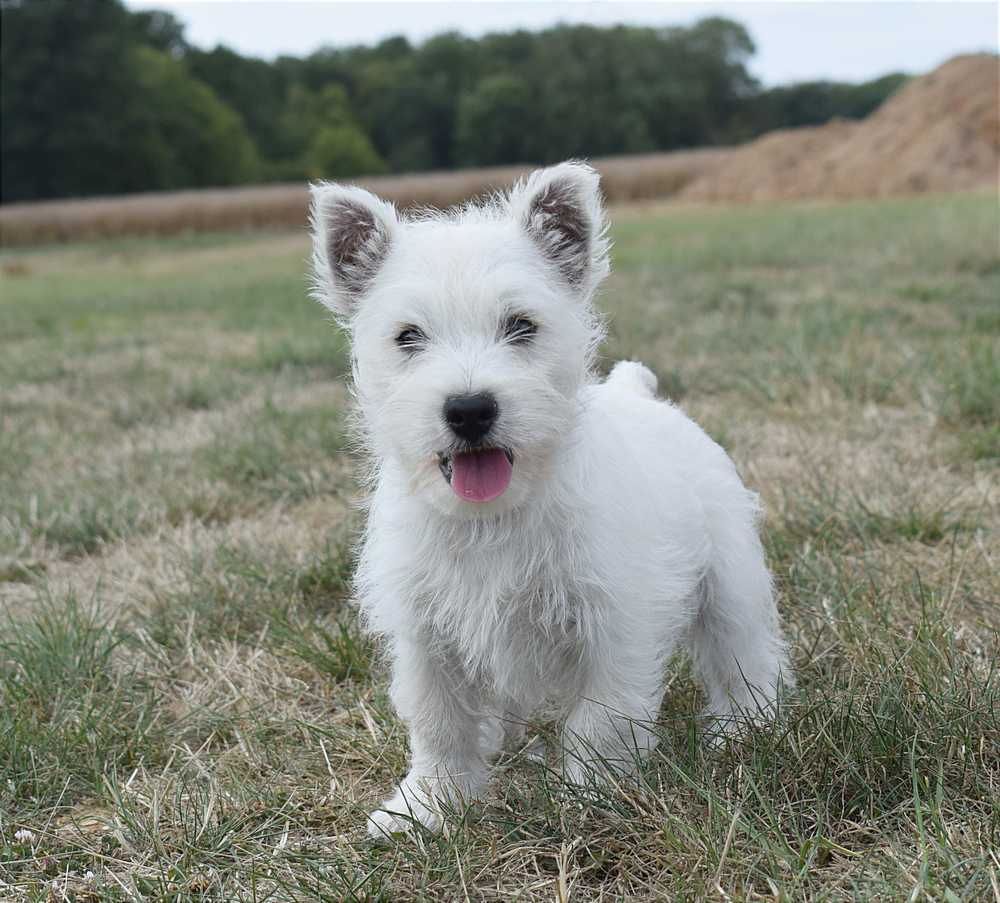 De La Bergerie Warren - Chiot disponible  - West Highland White Terrier