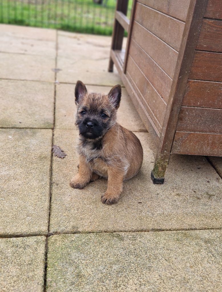 De La Bergerie Warren - Chiot disponible  - Cairn Terrier