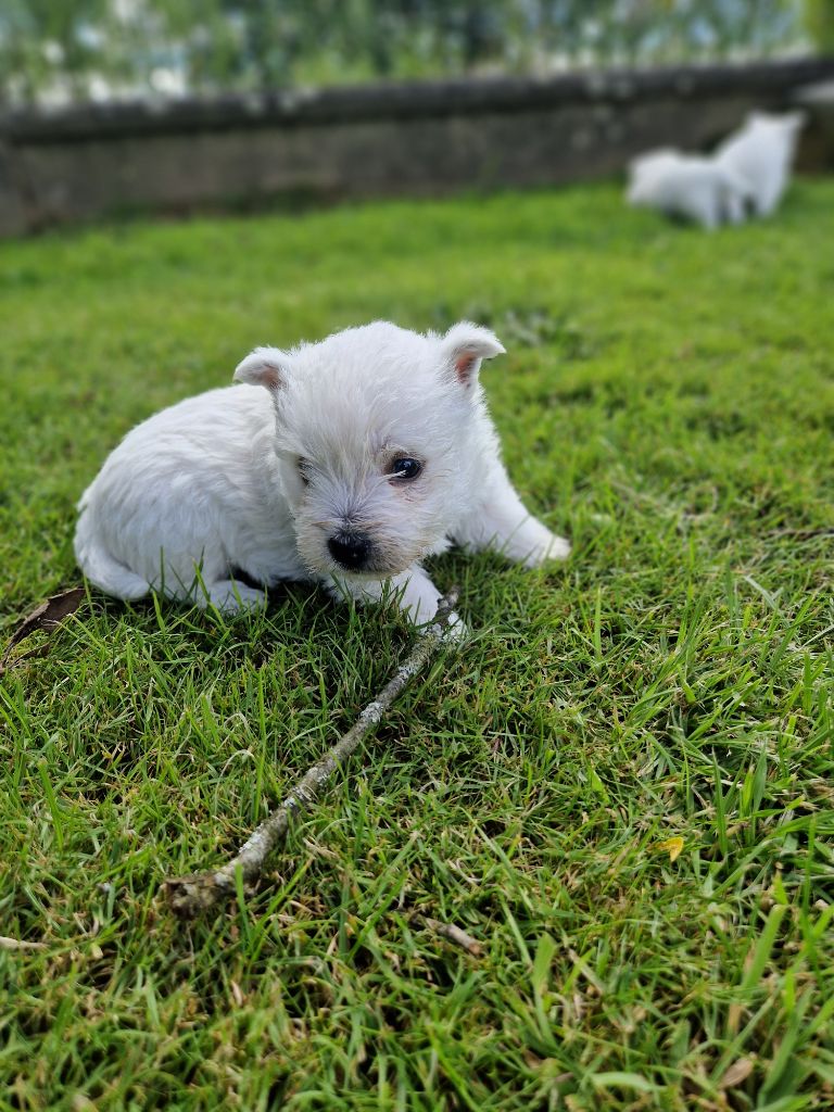 De La Bergerie Warren - Chiot disponible  - West Highland White Terrier