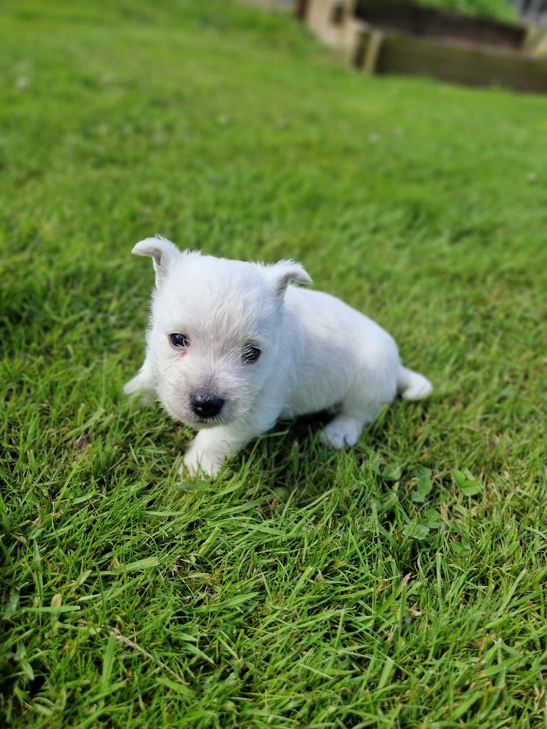 De La Bergerie Warren - Chiot disponible  - West Highland White Terrier