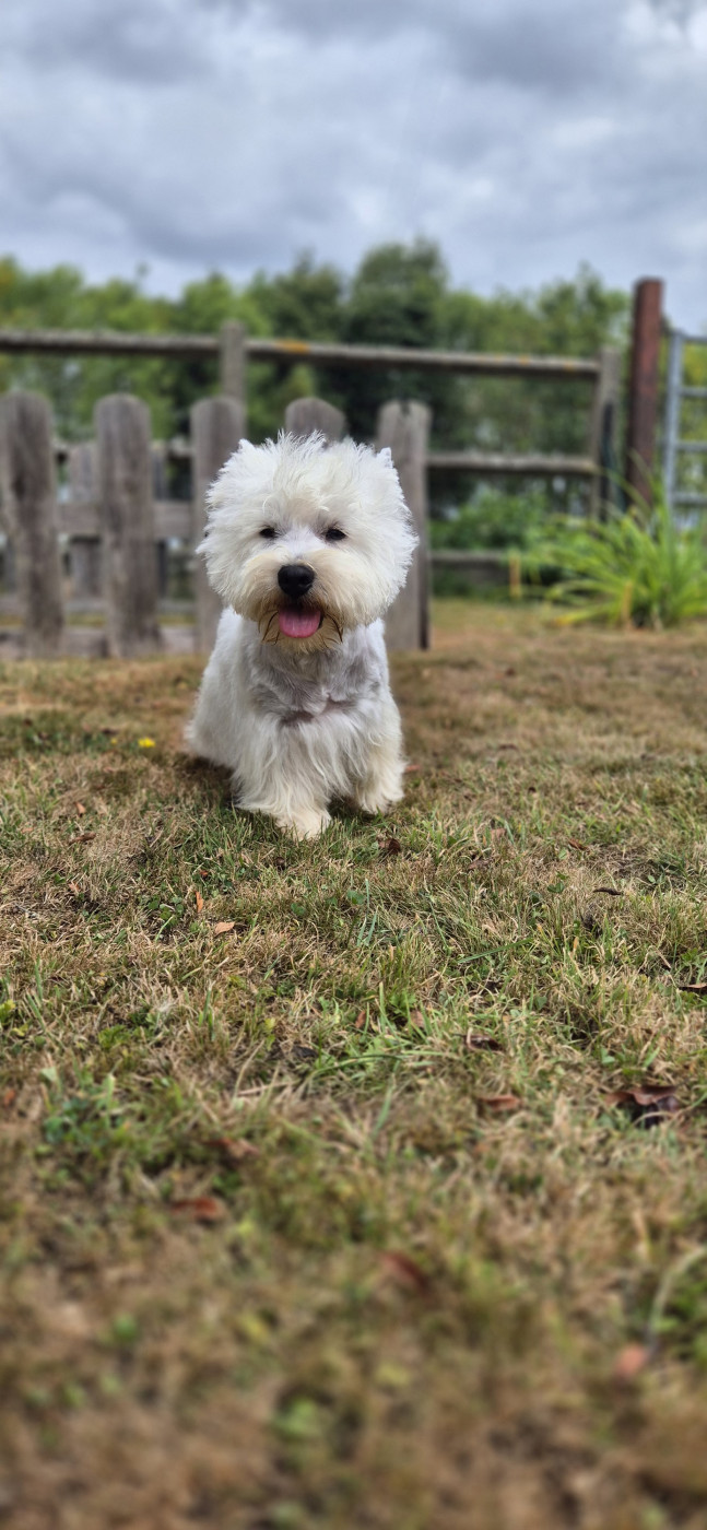 Usko du jardin des korrigans