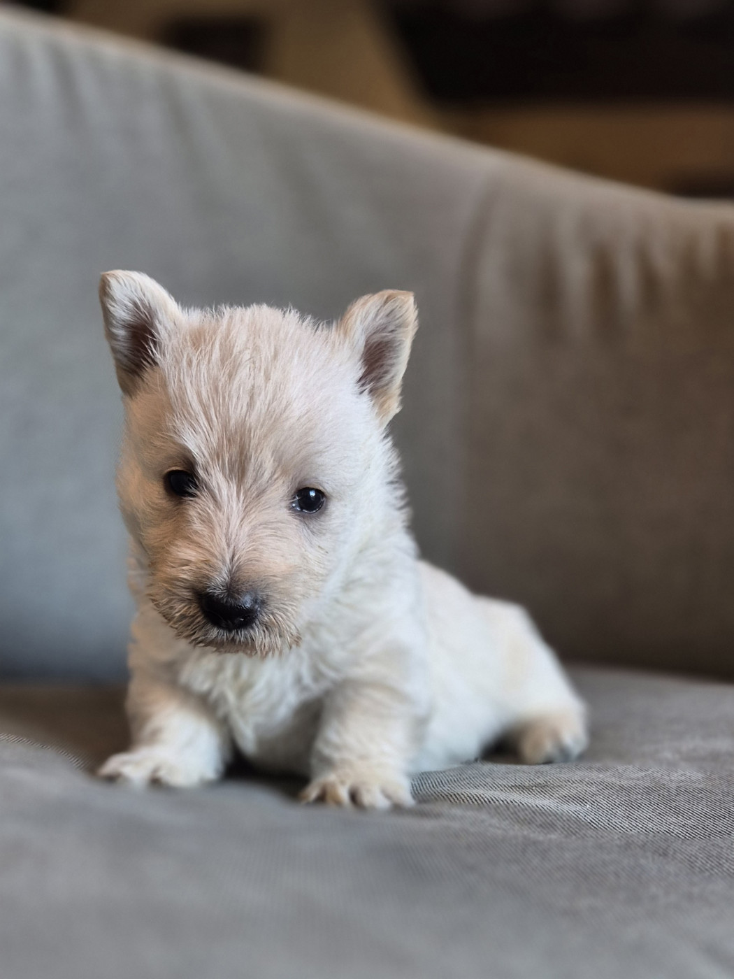 De La Bergerie Warren - Chiots disponibles - Scottish Terrier