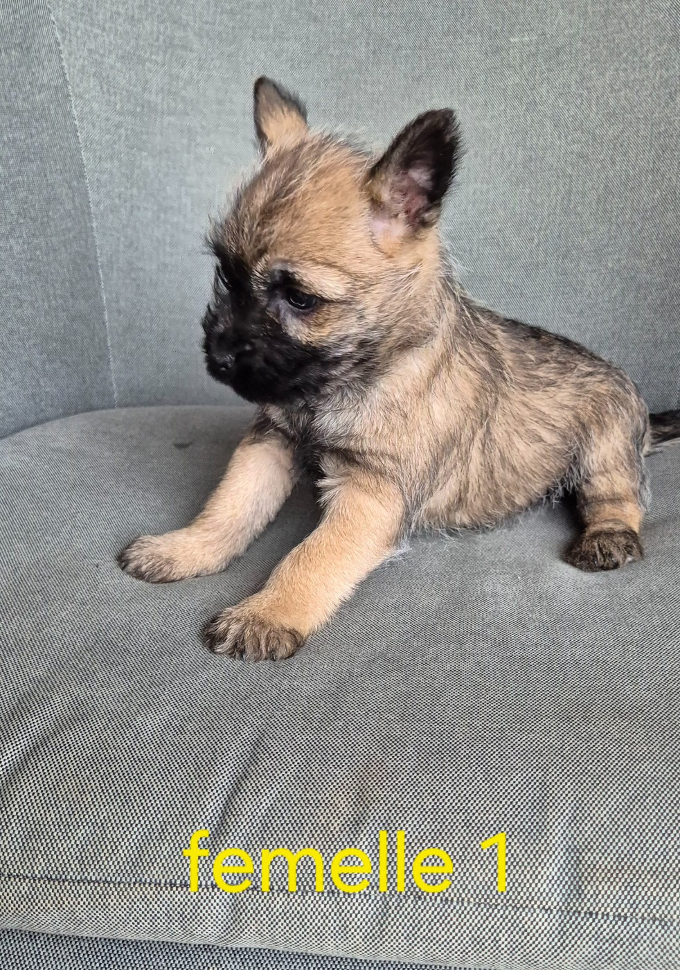 De La Bergerie Warren - Chiots disponibles - Cairn Terrier