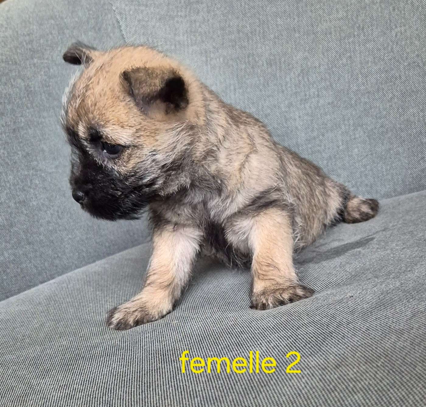 De La Bergerie Warren - Chiots disponibles - Cairn Terrier