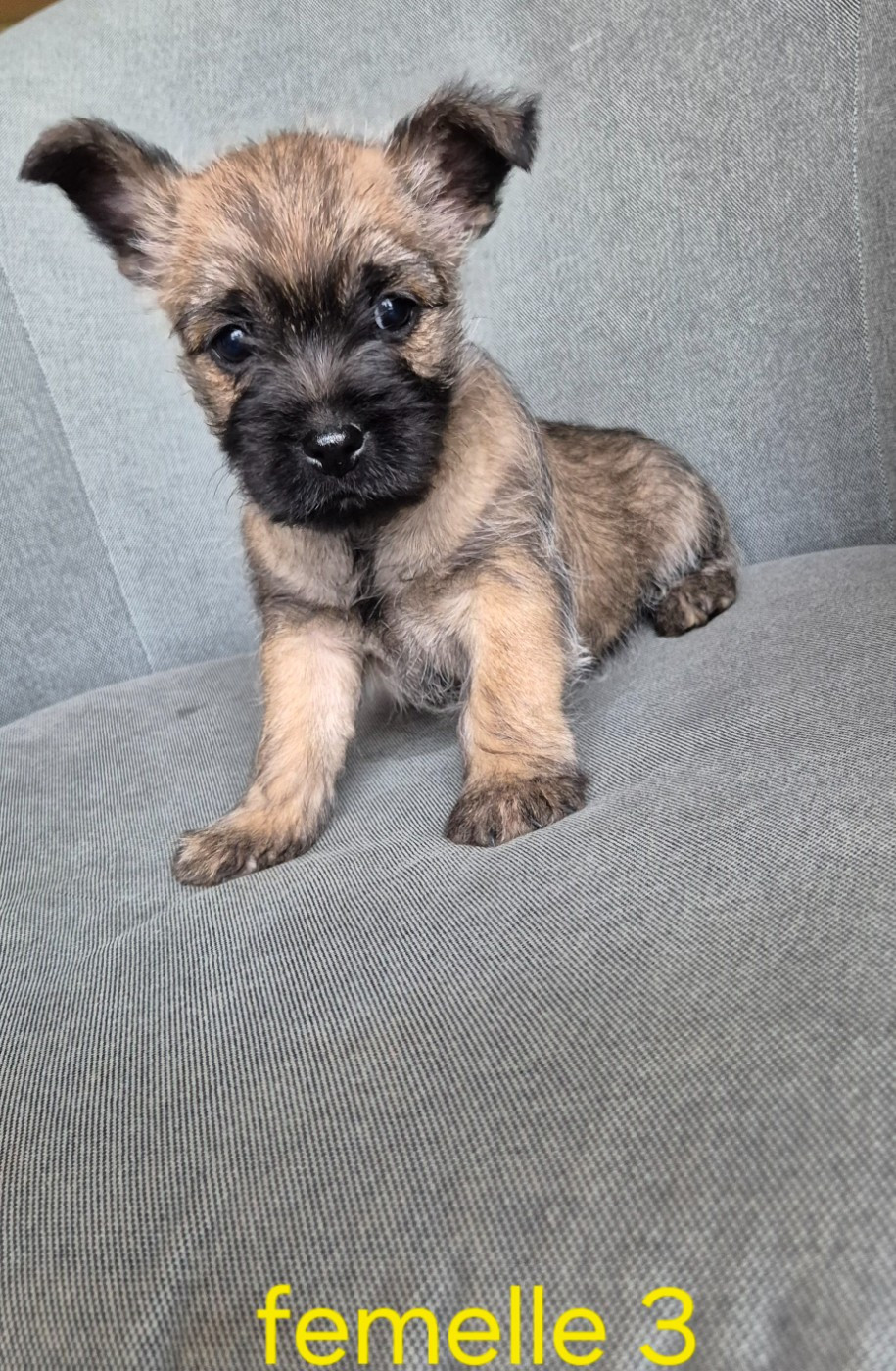 De La Bergerie Warren - Chiots disponibles - Cairn Terrier
