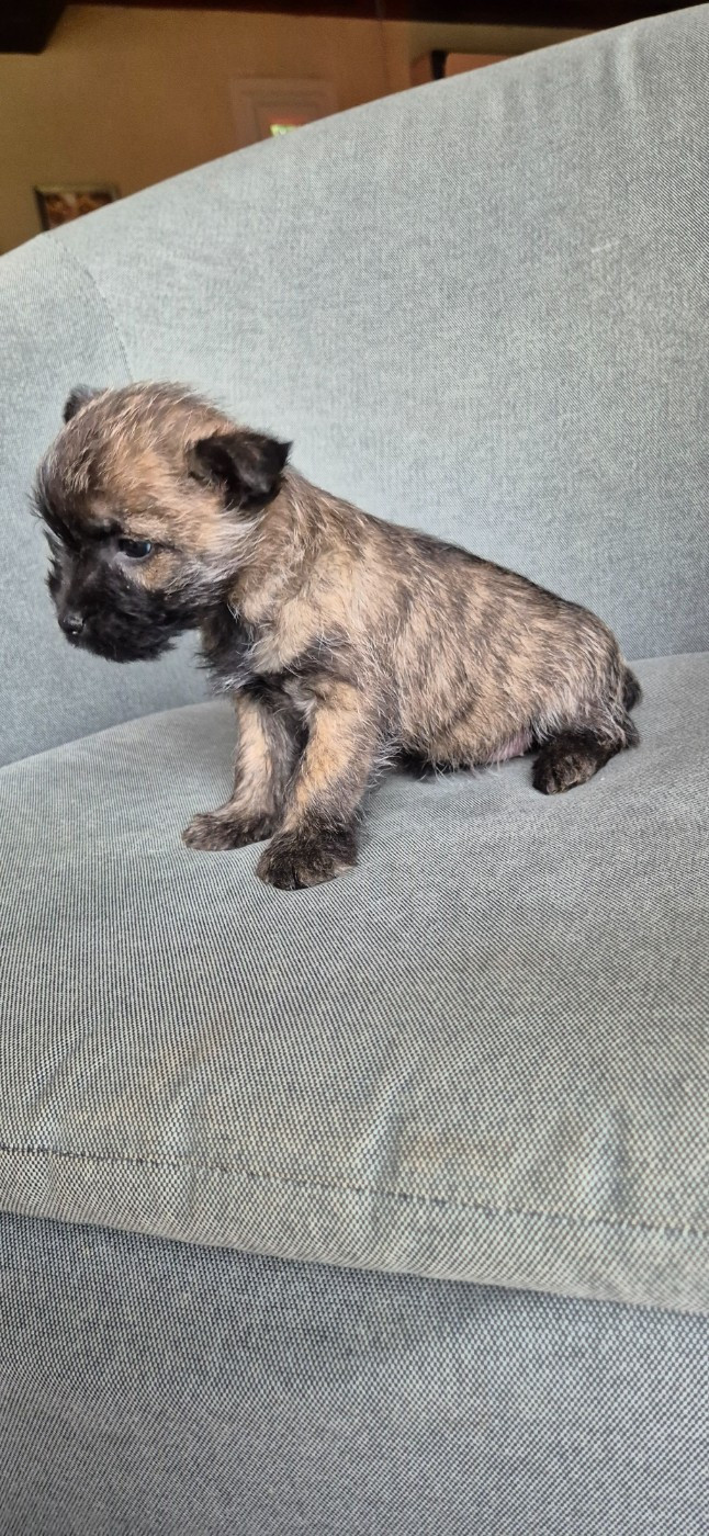 De La Bergerie Warren - Chiots disponibles - Cairn Terrier