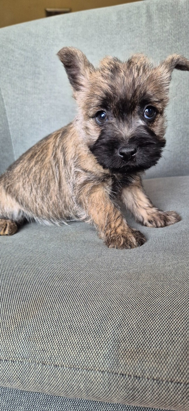 De La Bergerie Warren - Chiots disponibles - Cairn Terrier