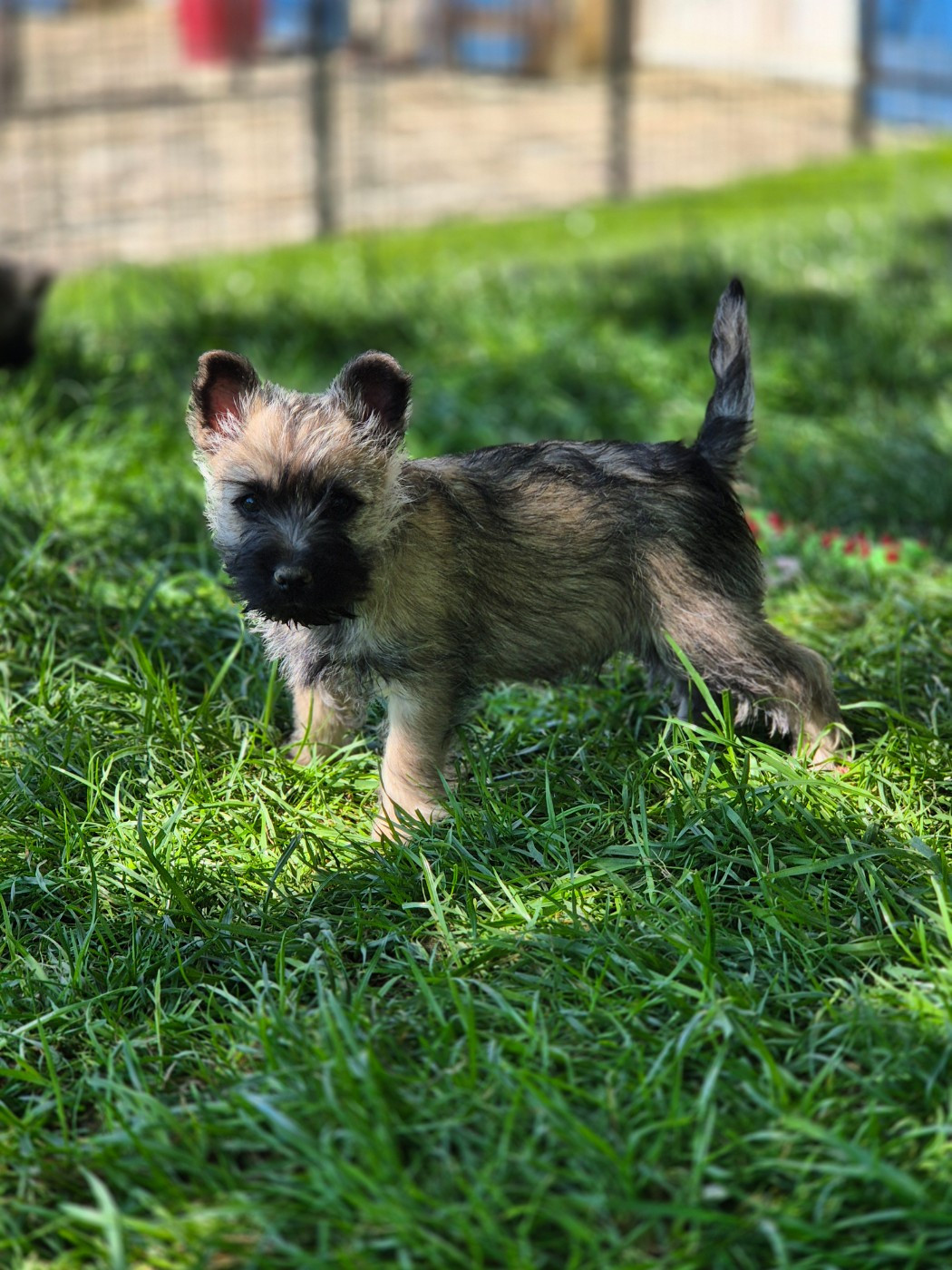 De La Bergerie Warren - Chiots disponibles - Cairn Terrier