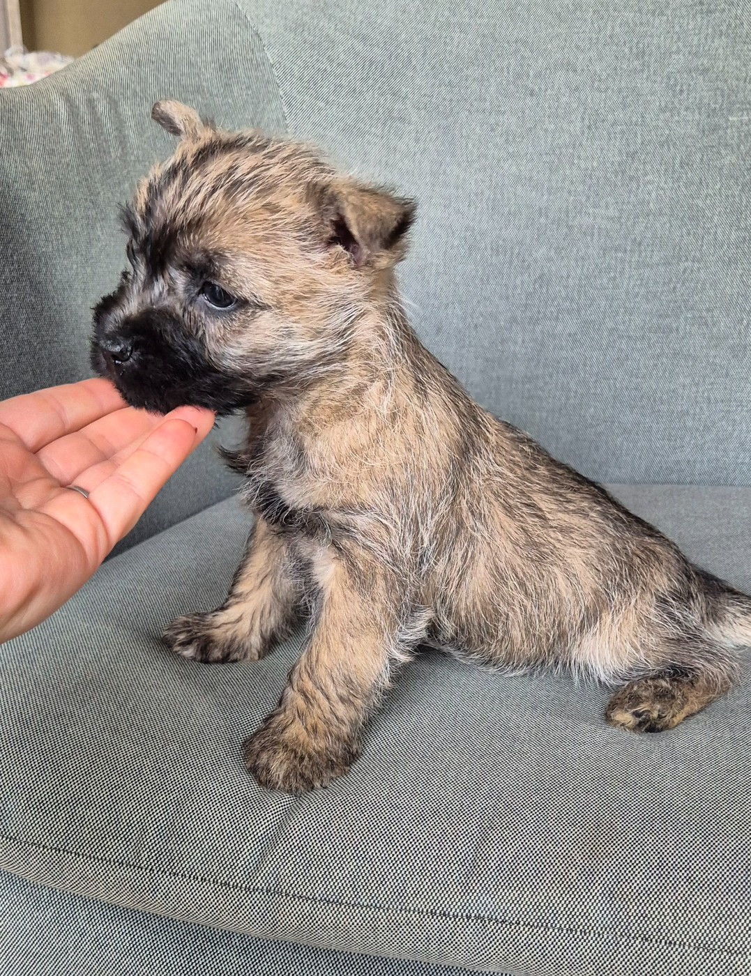 De La Bergerie Warren - Chiots disponibles - Cairn Terrier