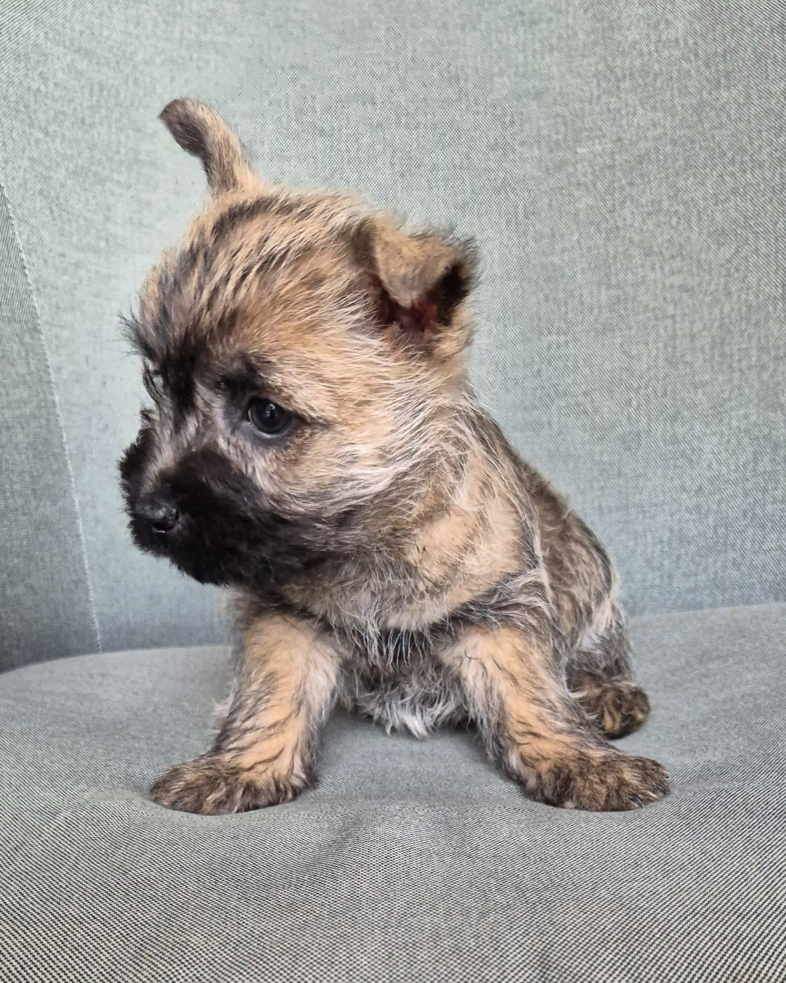 De La Bergerie Warren - Chiots disponibles - Cairn Terrier