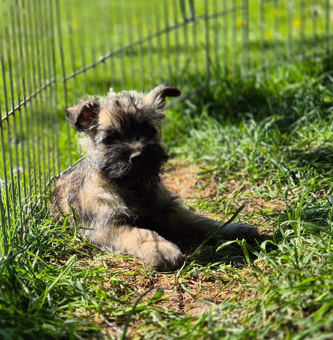 De La Bergerie Warren - Chiots disponibles - Cairn Terrier