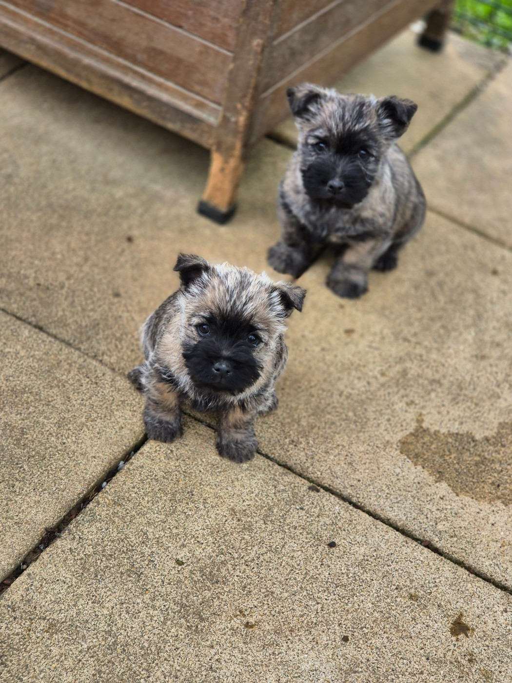 De La Bergerie Warren - Chiots disponibles - Cairn Terrier