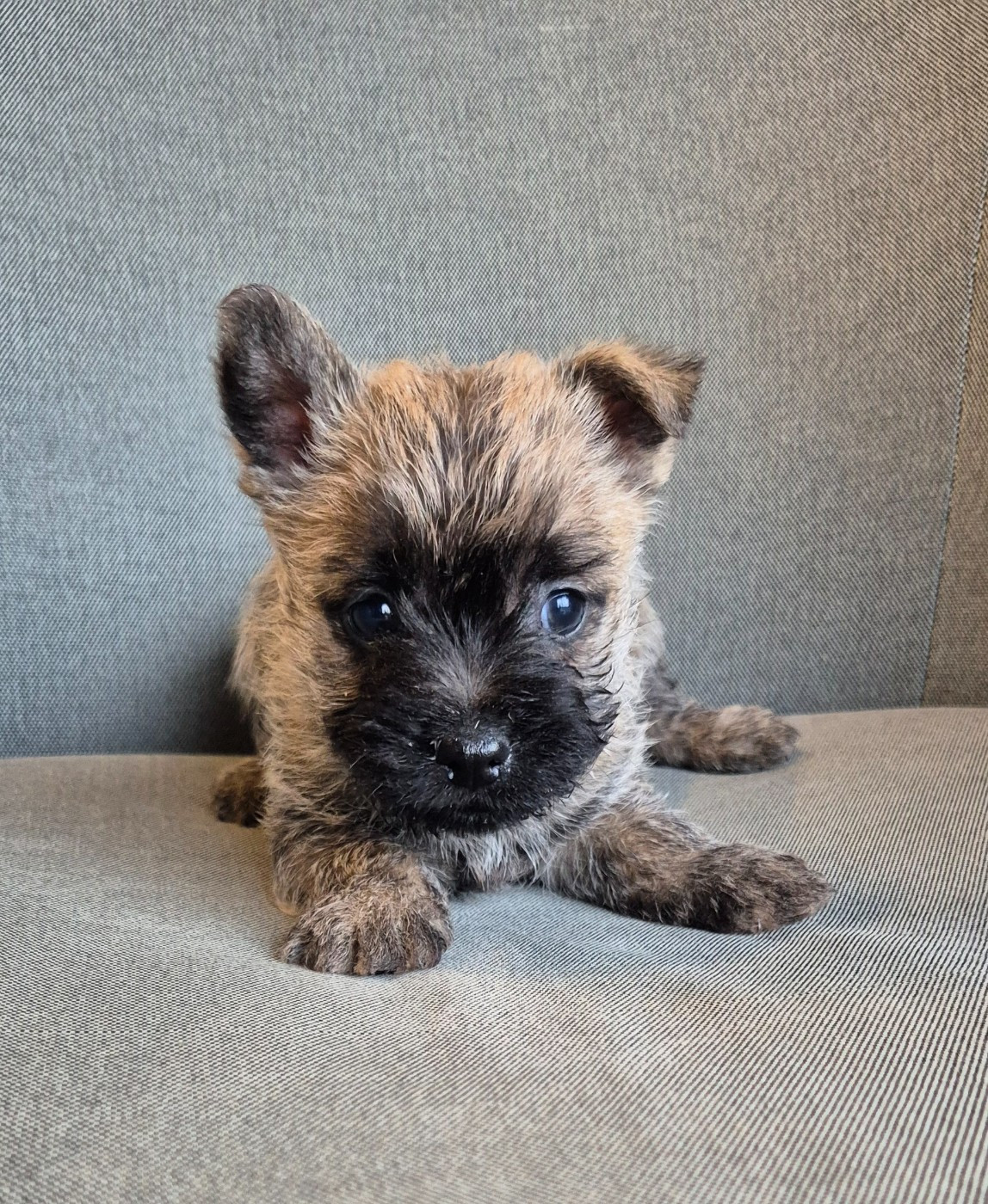 De La Bergerie Warren - Chiots disponibles - Cairn Terrier