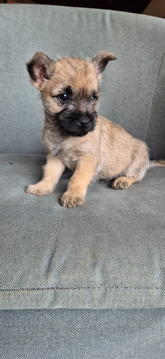 De La Bergerie Warren - Chiots disponibles - Cairn Terrier