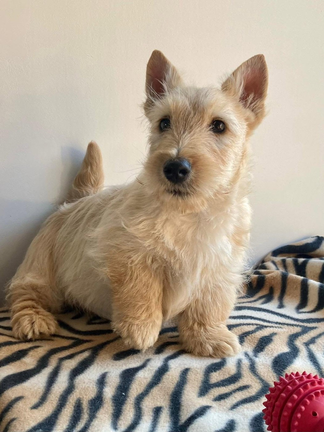 De La Bergerie Warren - Chiots disponibles - Scottish Terrier