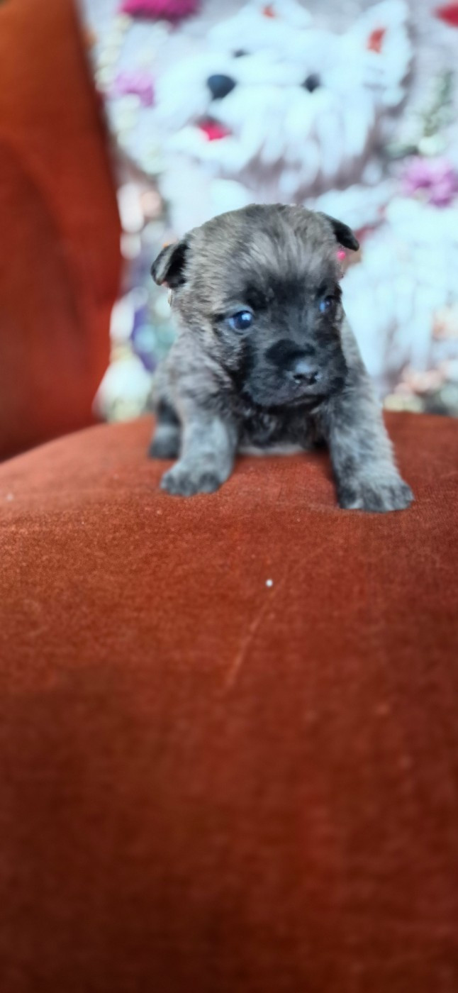 De La Bergerie Warren - Chiots disponibles - Cairn Terrier