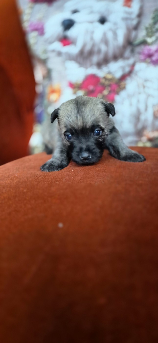 De La Bergerie Warren - Chiots disponibles - Cairn Terrier