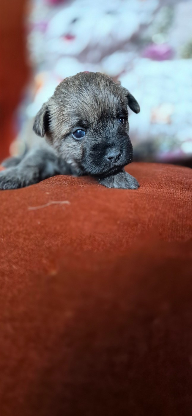 De La Bergerie Warren - Chiots disponibles - Cairn Terrier