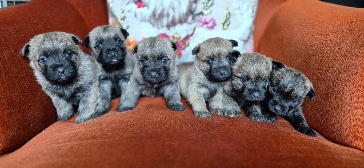 De La Bergerie Warren - Cairn Terrier - Portée née le 03/12/2025