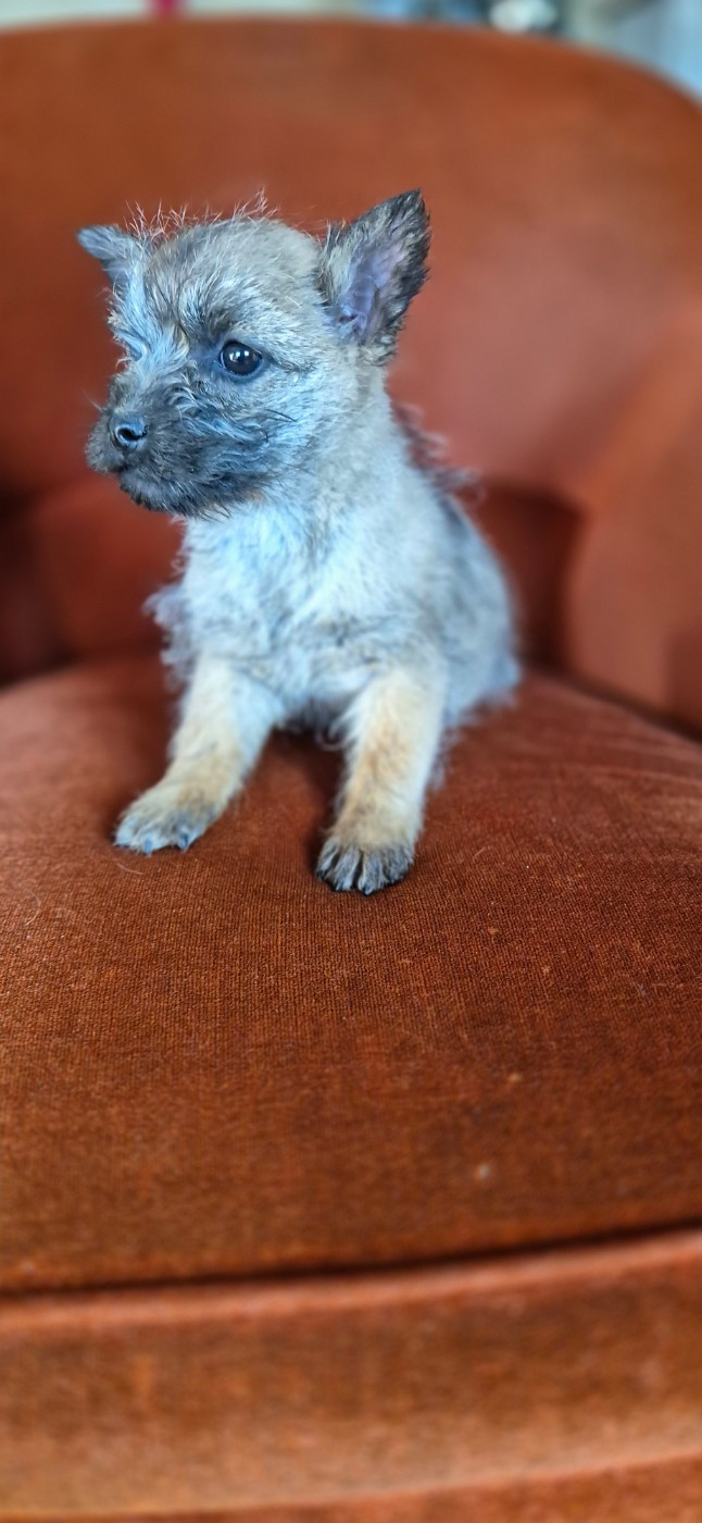De La Bergerie Warren - Chiots disponibles - Cairn Terrier