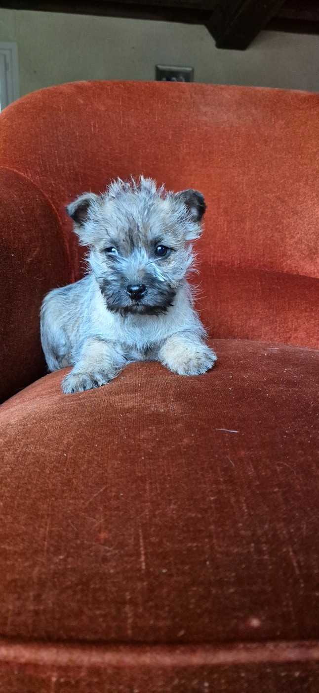 De La Bergerie Warren - Chiots disponibles - Cairn Terrier