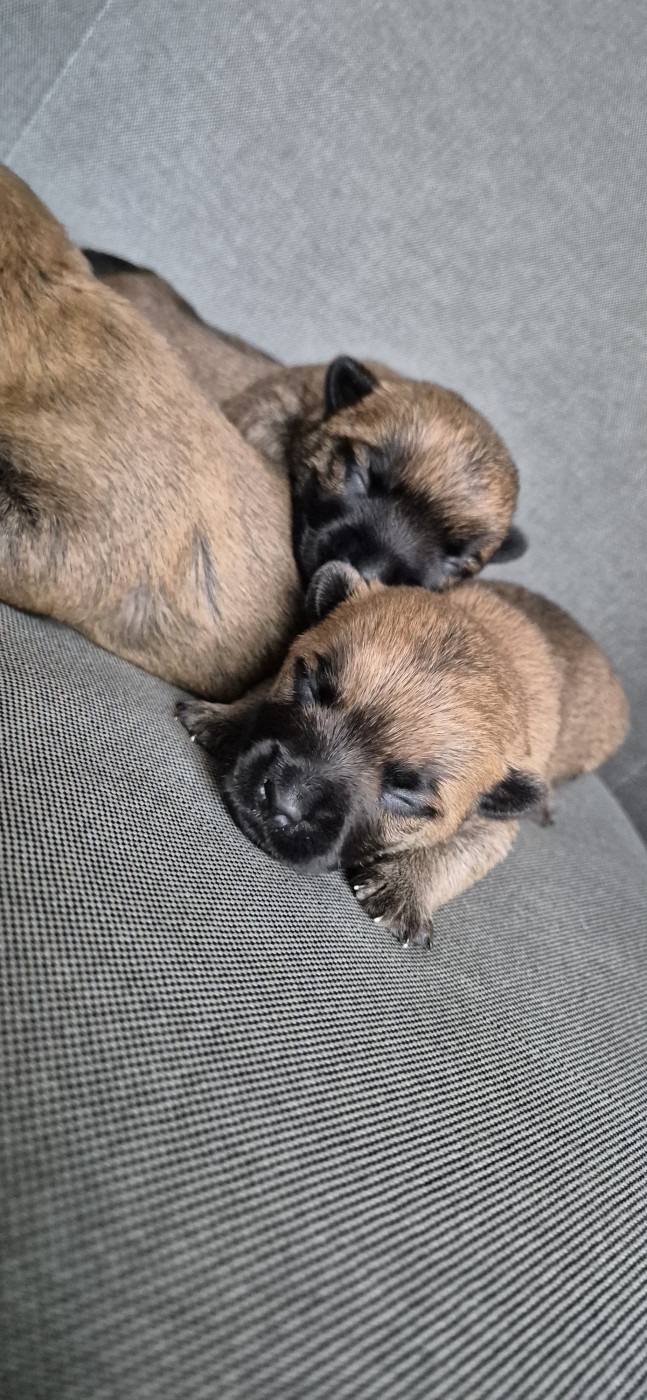 De La Bergerie Warren - Cairn Terrier - Portée née le 01/02/2026