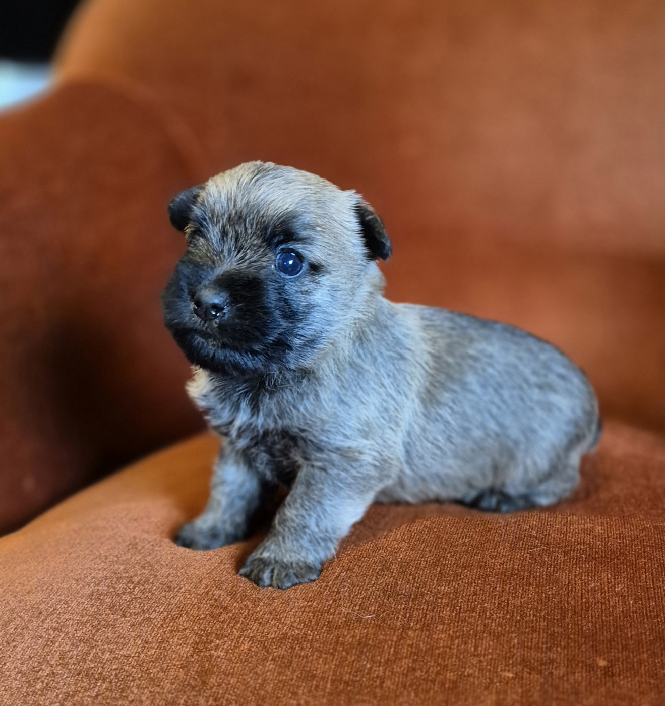 De La Bergerie Warren - Chiots disponibles - Cairn Terrier