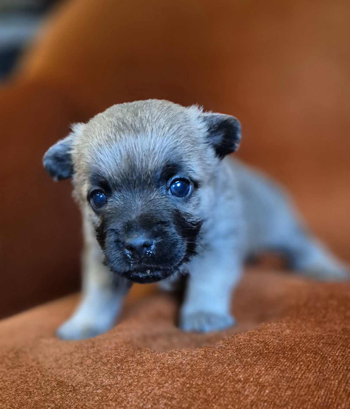 De La Bergerie Warren - Chiots disponibles - Cairn Terrier