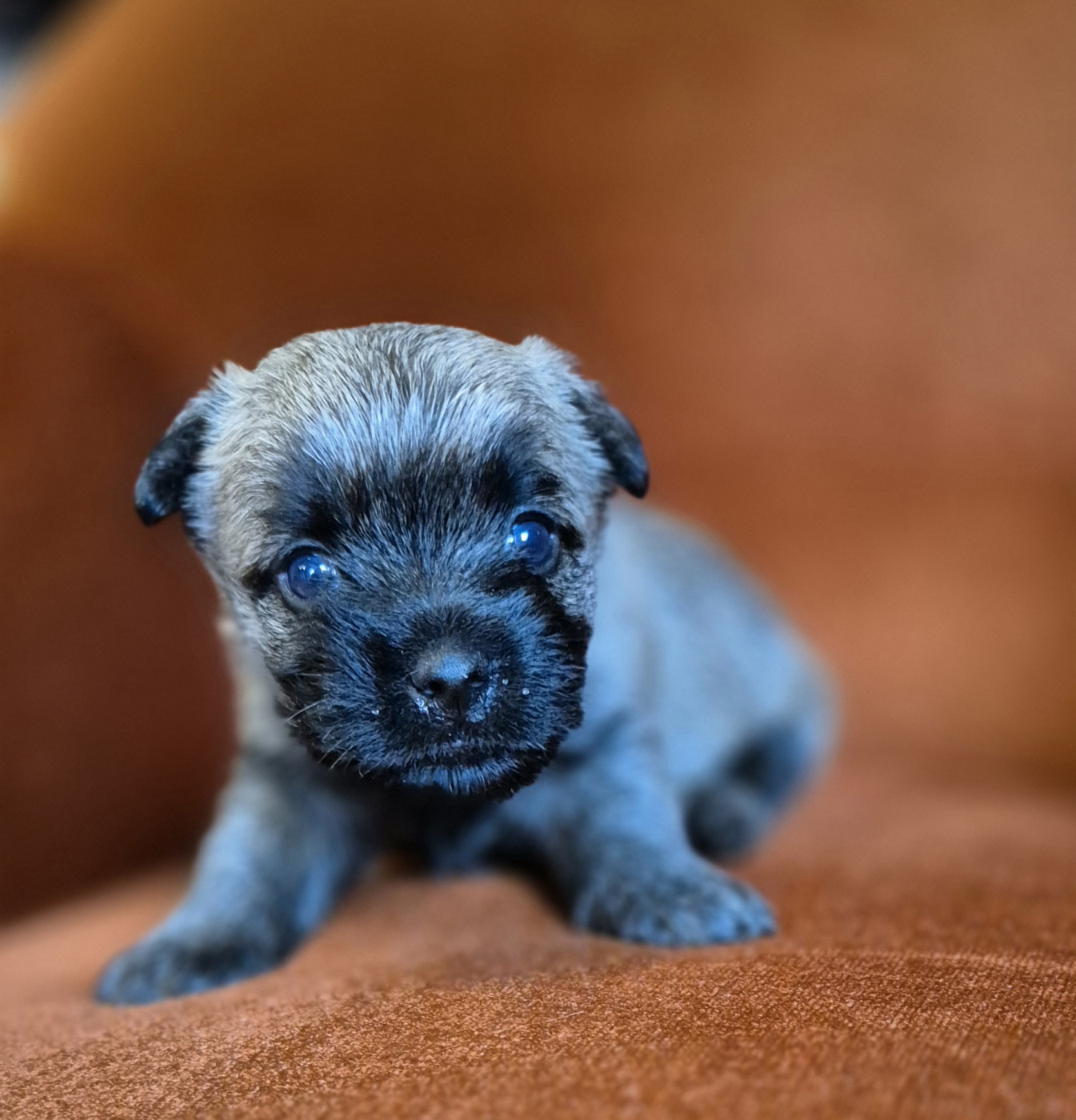De La Bergerie Warren - Chiots disponibles - Cairn Terrier