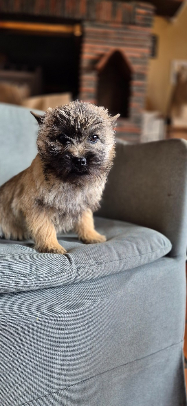 De La Bergerie Warren - Chiots disponibles - Cairn Terrier