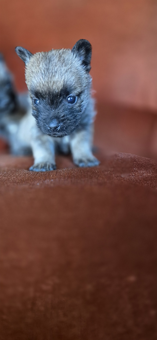 De La Bergerie Warren - Chiots disponibles - Cairn Terrier