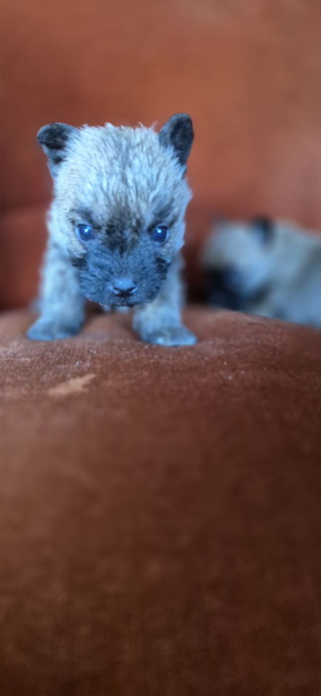 De La Bergerie Warren - Chiots disponibles - Cairn Terrier