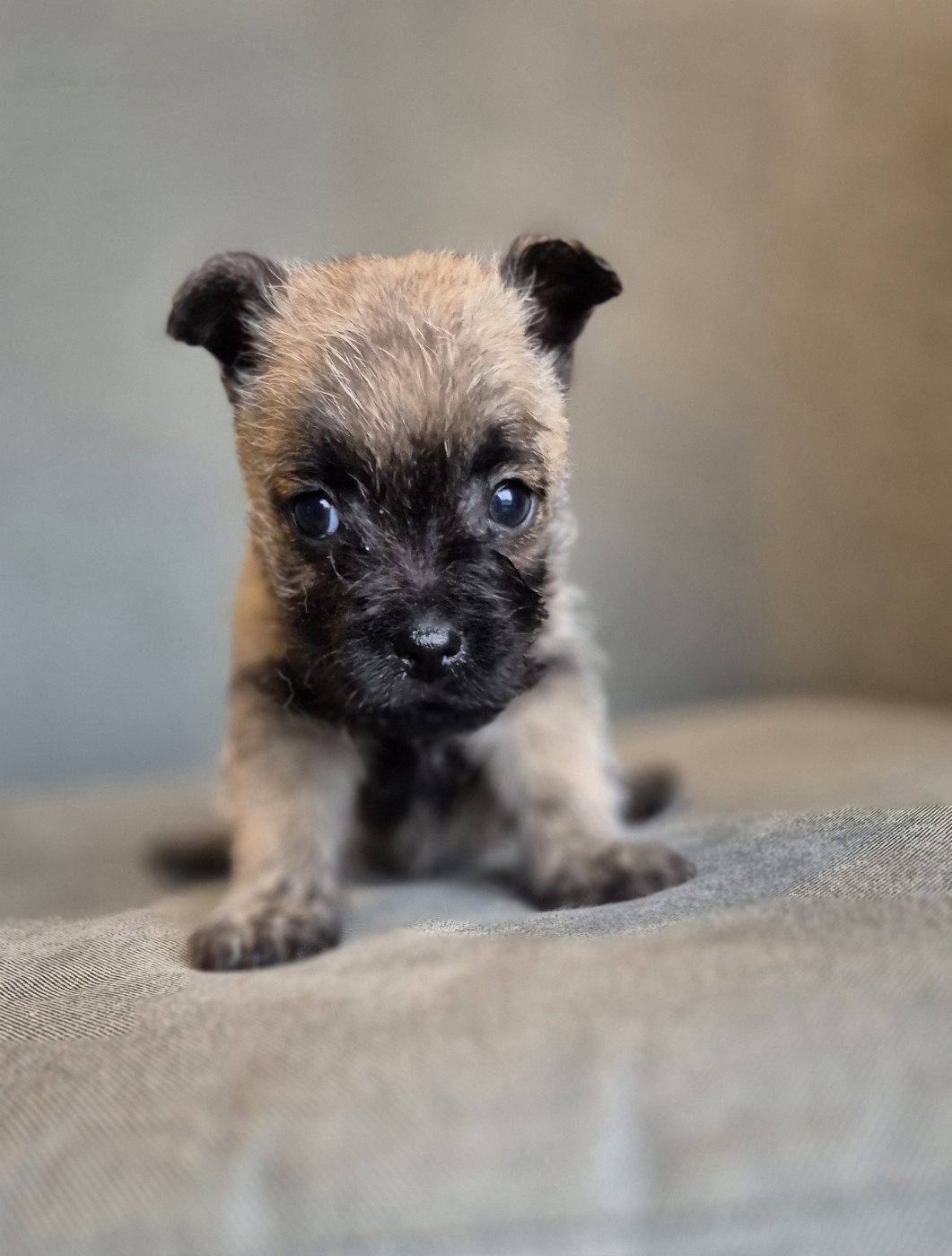 De La Bergerie Warren - Chiots disponibles - Cairn Terrier