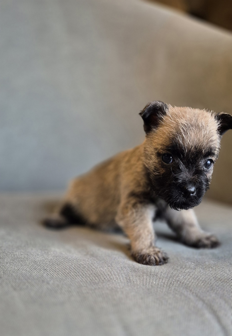 De La Bergerie Warren - Chiots disponibles - Cairn Terrier