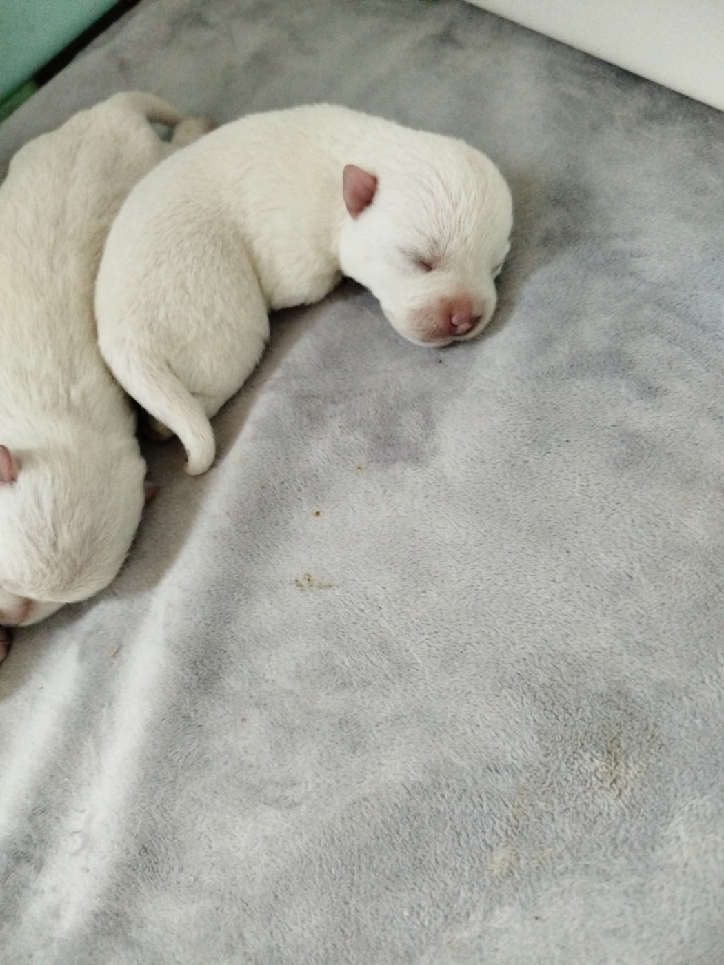 De La Bergerie Warren - Chiots disponibles - West Highland White Terrier