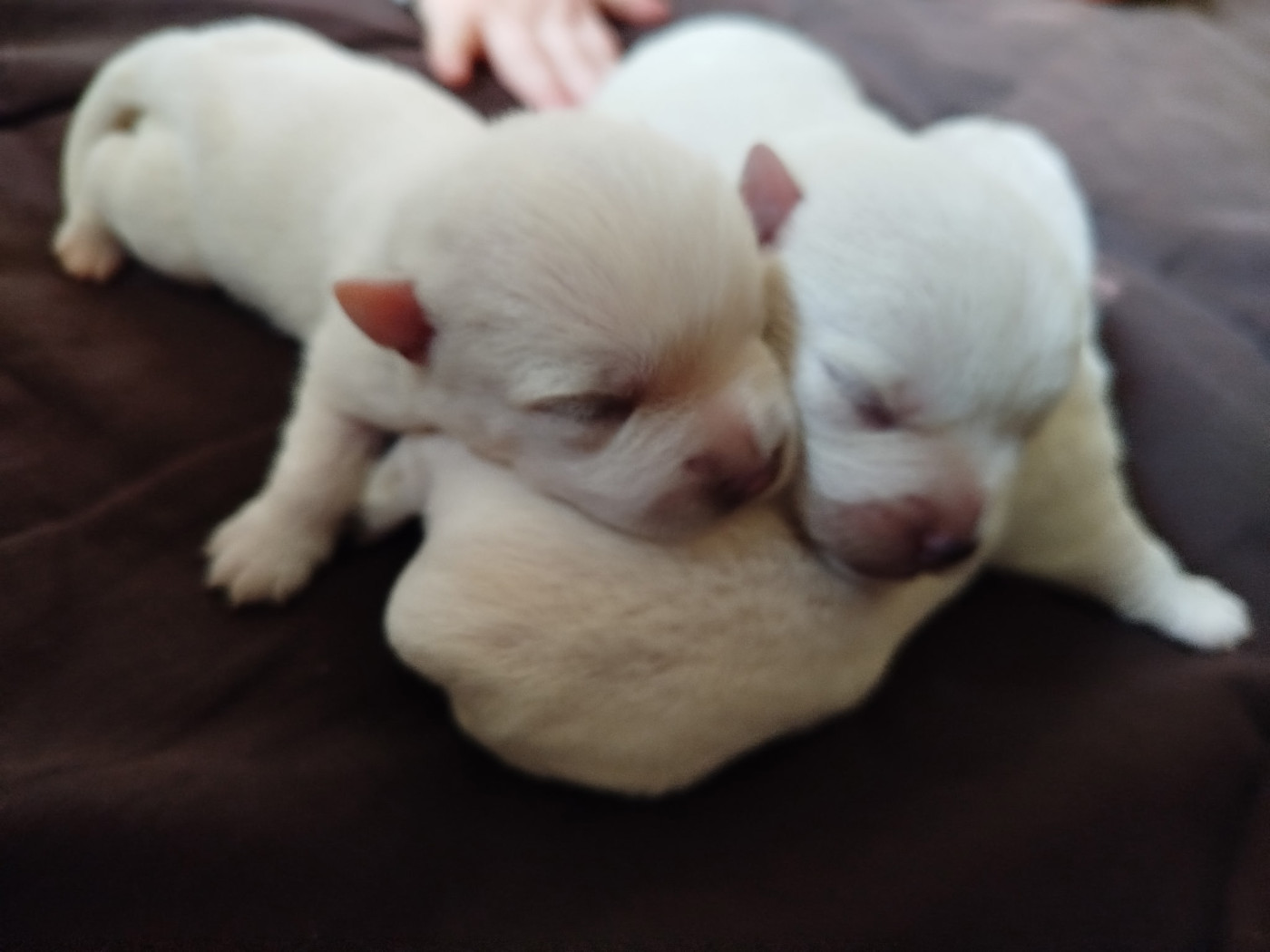 De La Bergerie Warren - Chiots disponibles - West Highland White Terrier