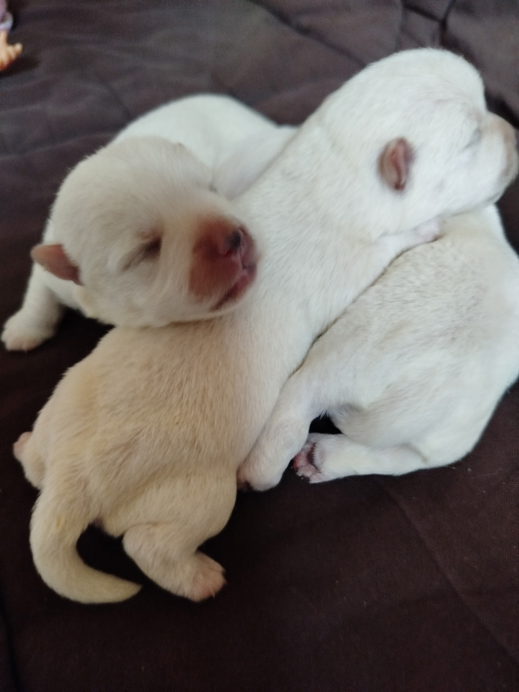 De La Bergerie Warren - Chiots disponibles - West Highland White Terrier
