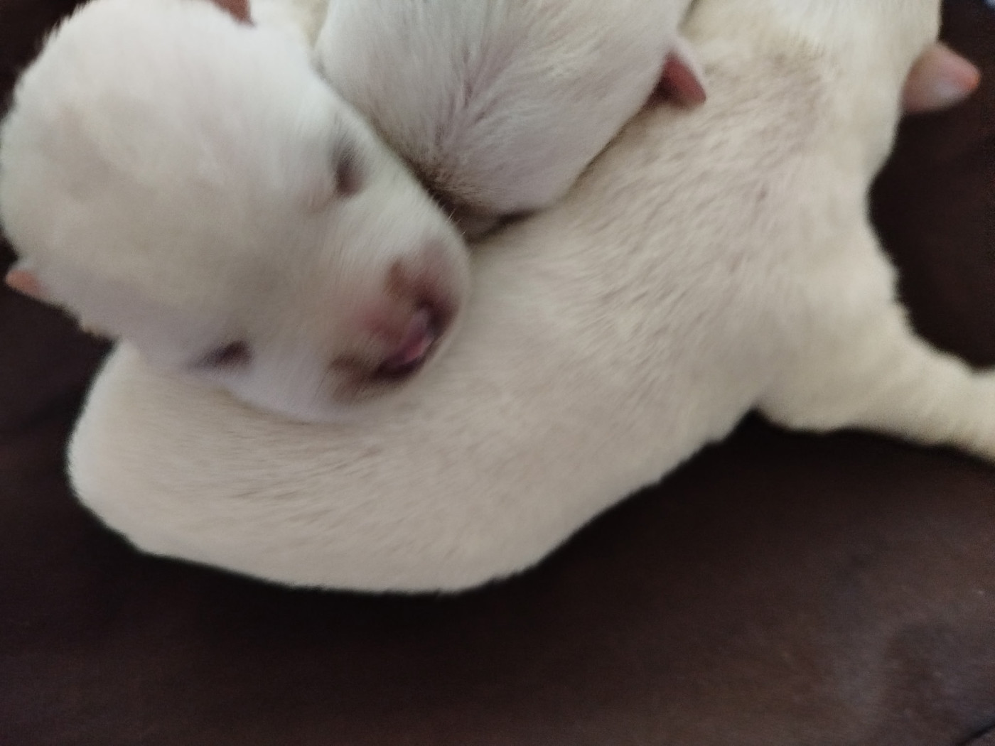De La Bergerie Warren - Chiots disponibles - West Highland White Terrier