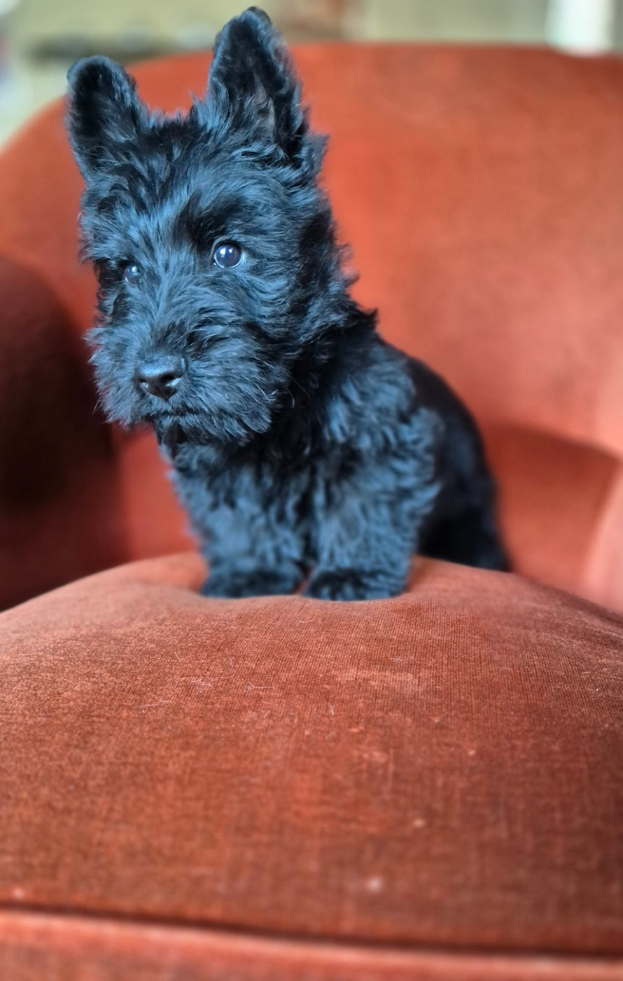 De La Bergerie Warren - Chiots disponibles - Scottish Terrier