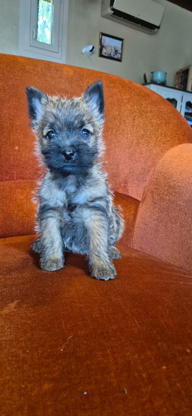 De La Bergerie Warren - Chiots disponibles - Cairn Terrier
